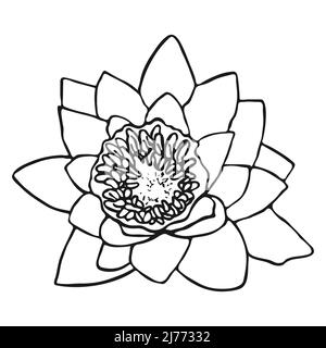 Croquis de fleurs de nénuphars. Dessin de nénuphars. Dessin simple à la main d'une fleur. Contour noir. Illustration vectorielle. Illustration de Vecteur