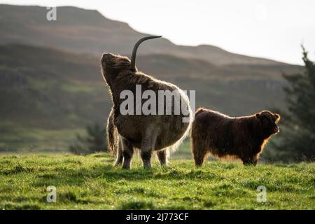 Couple impressionnant de vaches des Highlands capturées sur la côte nord de l'Écosse. Lever du soleil, coucher du soleil en été, printemps. Banque D'Images