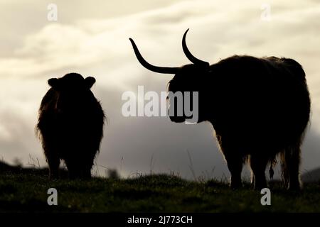 Couple impressionnant de vaches des Highlands capturées sur la côte nord de l'Écosse. Lever du soleil, coucher du soleil en été, printemps. Banque D'Images