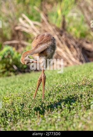 Petite grue de sable embarrassante colt nettoie ses plumes floues Banque D'Images