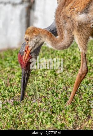 Une grue à sable aide son jeune colt à chasser vers pour manger Banque D'Images