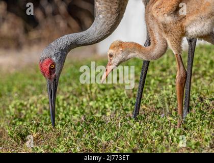 Une grue à sable aide son jeune colt à chasser vers pour manger Banque D'Images