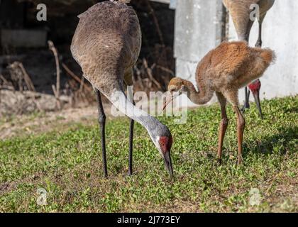 Une grue à sable aide son jeune colt à chasser vers pour manger Banque D'Images