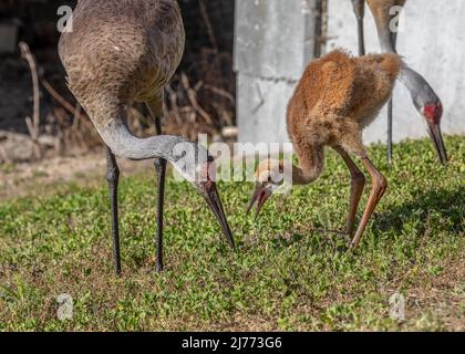 Une grue à sable aide son jeune colt à chasser vers pour manger Banque D'Images