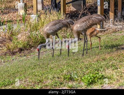 Une grue à sable aide son jeune colt à chasser vers pour manger Banque D'Images