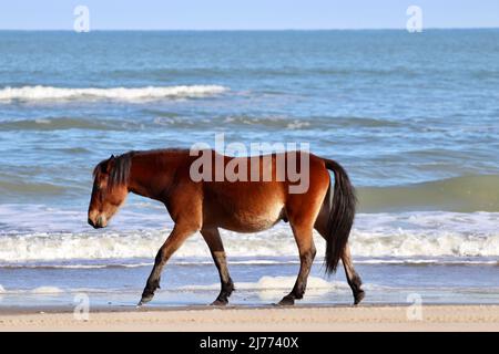 Spanish Mustang sur la plage de Corolla sur les rives extérieures de la Caroline du Nord Banque D'Images
