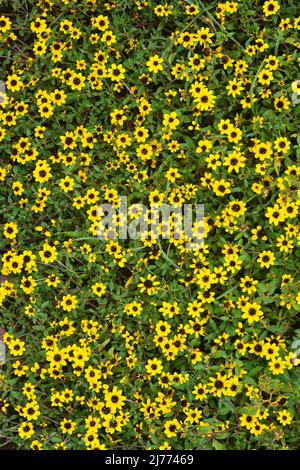 zinnia, Sanvitalia procumbens dans le jardin, fleurs jaunes minuscules, arrière-plan Banque D'Images