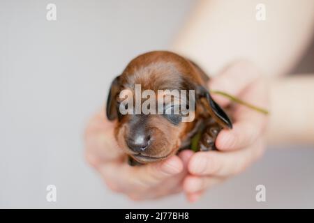 Chiot nouveau-né dans les mains de l'éleveur Banque D'Images