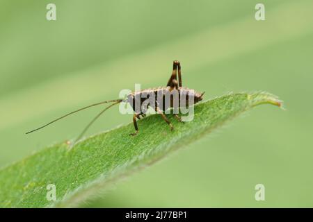 Gros plan sur les nymphes bruns du cricket de Dark Bush, Pholidoptera griseoaptera assis sur une paille de gazon dans le jardin Banque D'Images