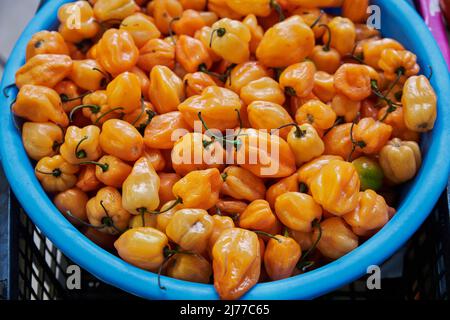 Poivrons orange habanero placés sur une étagère à vendre à l'intérieur d'un marché Banque D'Images