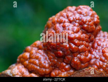 renard rouge agate minéral spécimen pierre roche géologie bijou cristal Banque D'Images