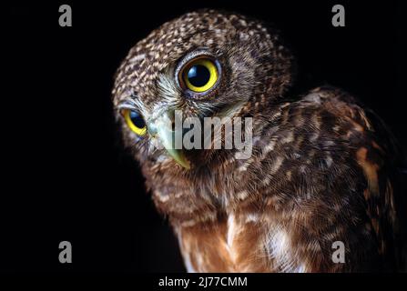 La photo en studio d'un hibou pygmée à collier Banque D'Images