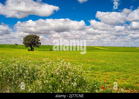 Paysage rural pittoresque de printemps à Castille-la Mancha Banque D'Images