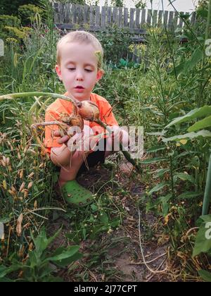 Petit garçon et oignons fraîchement cueillis dans le jardin Banque D'Images