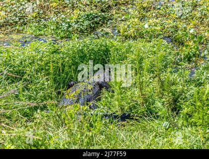 Grand alligator dans les grandes mauvaises herbes le long de la voie navigable Banque D'Images