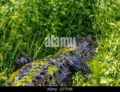 Grand alligator dans les grandes mauvaises herbes le long de la voie navigable Banque D'Images