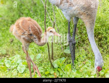 La jeune grue Sandhill colt recherche son parent pour la nourriture Banque D'Images