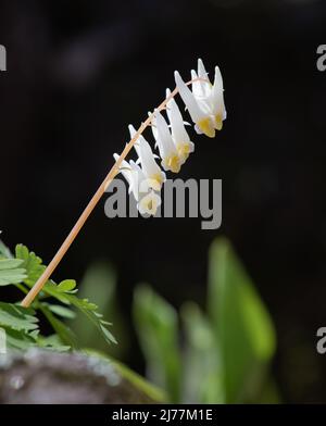 Dutchman breeches fleurs sauvages (Dicentra cucullaria) Banque D'Images