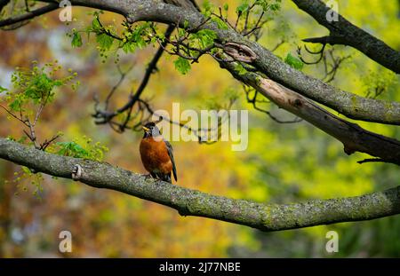 Un oiseau-Robin solitaire perçant sur une branche d'érable au début du printemps - photographie de stock Banque D'Images