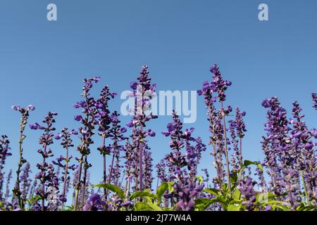 Fleurs de la Salvia bleue (salvia farinacea) dans le jardin Banque D'Images