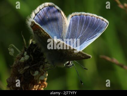 Un papillon bleu commun européen mâle (Polyommatus icarus), au réservoir d'Outerwards dans le Glen de Brisbane, près de Largs dans le Ayrshire. Banque D'Images