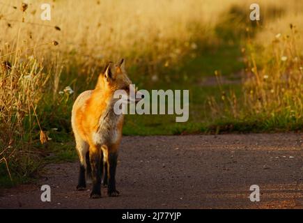 Un renard roux émerge d'un champ de la section Greenwich du parc national de l'Île-du-Prince-Édouard. Banque D'Images