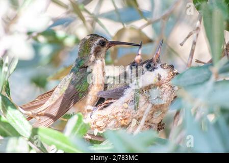 La mère d'colibris de Xantus nourrissant ses bébés dans le nid Banque D'Images