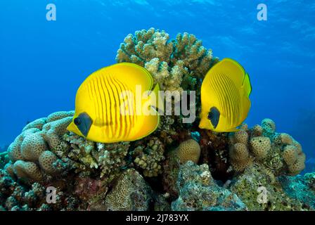 Poisson-mouche masqué (Chaetodon semilarvatus), paire dans le récif de corail, Egypte, Mer Rouge, Afrique Banque D'Images