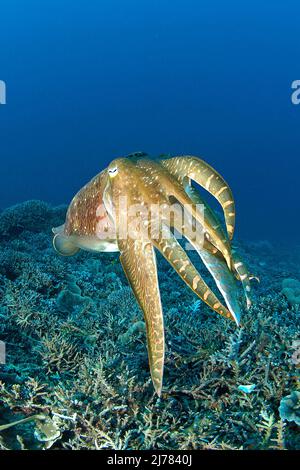 Breitkeulen-Sepia (Sepia latimanus), Auch Breitarm-Sepia genannt, Palau, Mikronesien | seiche-fée Broadclub (Sepia latimanus), Palau, Micronésie Banque D'Images