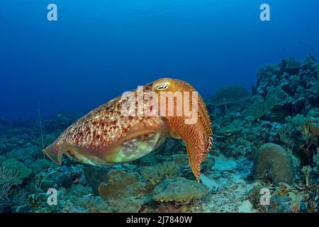 Breitkeulen-Sepia (Sepia latimanus), Auch Breitarm-Sepia genannt, Palau, Mikronesien | seiche-fée Broadclub (Sepia latimanus), Palau, Micronésie Banque D'Images