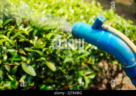 Agriculteur pulvérisant le Bush avec un pulvérisateur manuel de pesticides contre les insectes sur les arbres à thé dans les plantations de Kerala Munnar en Inde Banque D'Images