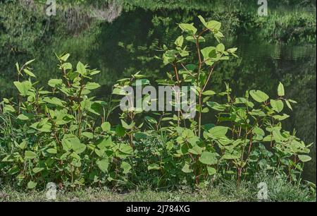 Knotweed japonais (Fallopia japonica),River Wupper,Bergisches Land,Allemagne Banque D'Images