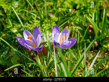 De belles fleurs de crocus pourpres sur un printemps floraison dans le jardin, en Irlande Banque D'Images