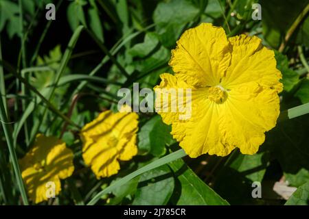 Luffa, Loofah, fleur jaune