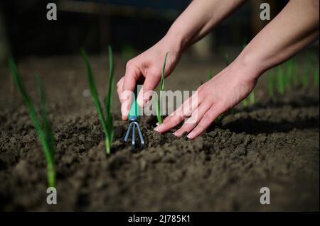 Gros plan des mains d'une jardinière femelle desserrer le sol à côté d'un jeune oignon vert qui pousse hors du sol Banque D'Images