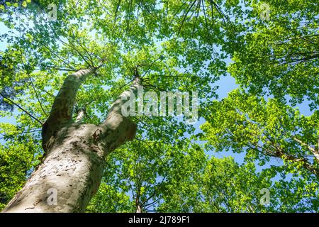 Grand arbre avec d'énormes branches pleines de feuilles vertes au-dessus du ciel bleu. Banque D'Images