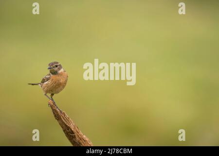 Stonechat, Saxicola rubicola, perchée et alerte Banque D'Images