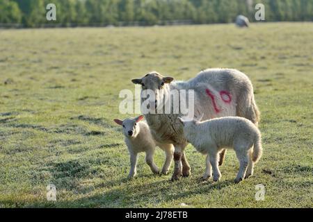 La mère et les agneaux regardant l'appareil photo Banque D'Images