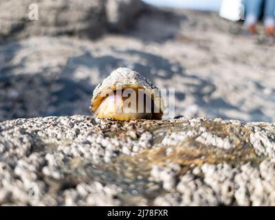 Le Limpet commun, Patella vulgata, Sea Molusk, est un escargot aquatique aux dents peu fortes Banque D'Images
