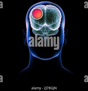 Comment fonctionne le cerveau. Synapses et neurones. Connexions. Prenez soin de votre cerveau, stimuli et idées. Les maladies dégénératives, la maladie de Parkinson et la maladie d'Alzheimer Banque D'Images