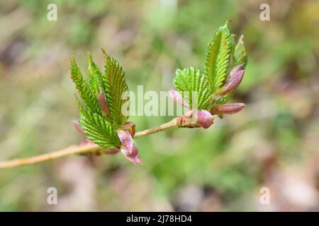 Au printemps, de jeunes nouvelles feuilles gerbent sur un arbre à noisettes européen, le corylus avellana Banque D'Images