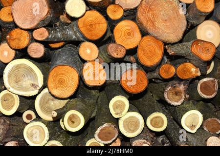 Pile de bois de chauffage nouvellement haché dans différentes couleurs Banque D'Images