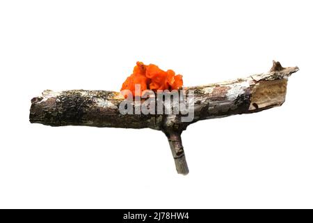 Le champignon de la gelée d'orange cerveau jaune tremella mesenterica sur une branche d'arbre morte Banque D'Images