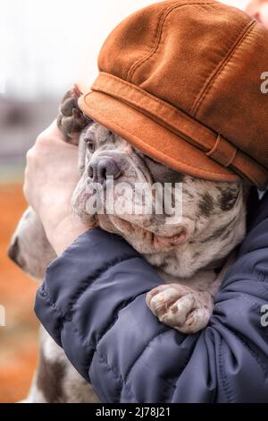 Bulldog français bleu bringé portant une casquette orange se place sur les mains en gros plan Banque D'Images