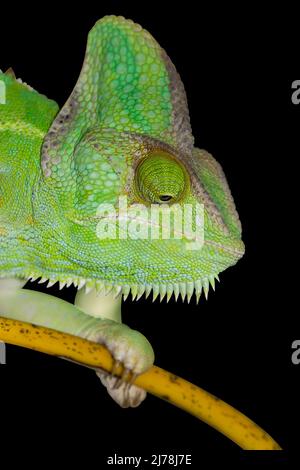 Caméléon isolé sur fond noir. Yémen Chameleon escalade sur bambou. Banque D'Images