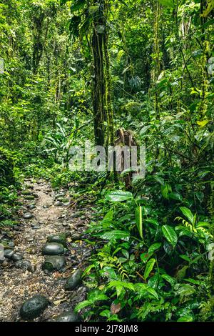 Forêt tropicale de l'Équateur. Sentier de randonnée dans la forêt Cloud d'Amazon. Chemin de la jungle à Hola Vida Waterfall. Puyo, Équateur. Amérique du Sud. Banque D'Images