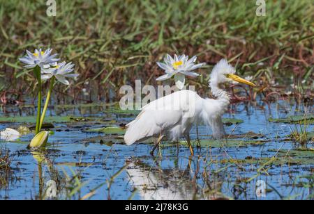 Intermédiaire Egret (Ardea intermedia), recherche dans les zones humides, Marlgu Billabong, Wyndham, Kimberley, Australie occidentale, WA, Australie Banque D'Images