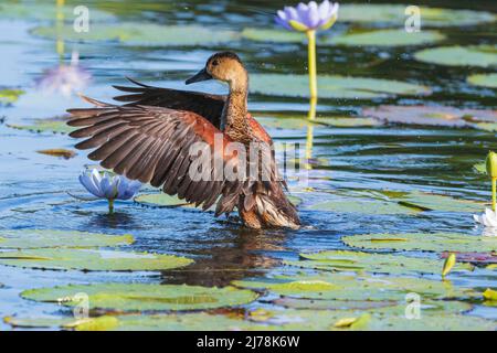 Wandering Whistling-Duck (Dendrocygna arcuata) ayant un bain dans les zones humides, Marlgu Billabong, Wyndham, Kimberley, Australie occidentale, WA, Australie Banque D'Images