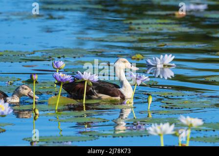 Radjah Shelduck ou Burdekin Duck (Tadorna radjah) nageant dans des zones humides avec des nénuphars, Marlgu Billabong, Wyndham, Kimberley, Australie occidentale, WA, Banque D'Images