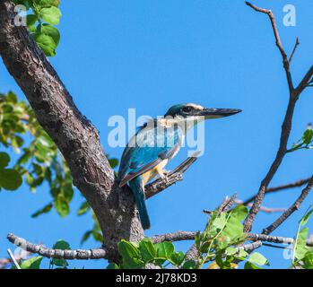 Kingfisher sacré (Tobraphus sanctus) perché sur une branche contre un ciel bleu, Marlgu Billabong, Wyndham, Kimberley, Australie occidentale, WA, Australie Banque D'Images